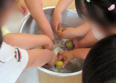 ボールに張った水の中で梅を洗う園児たちの手元