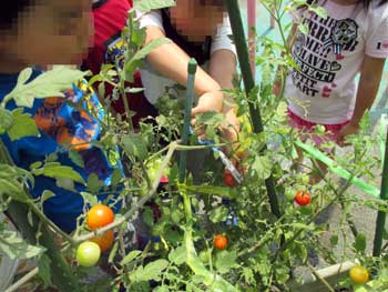 トマトを収穫する子ども達