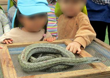 蛇（あおだいしょう）に触れる２歳児の手元