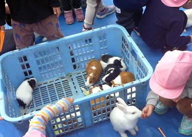 モルモットに触れ、ウサギに餌やりする３歳児の手元