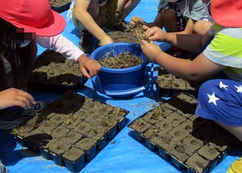 移植ポットに芝の苗を植え付ける園児たち