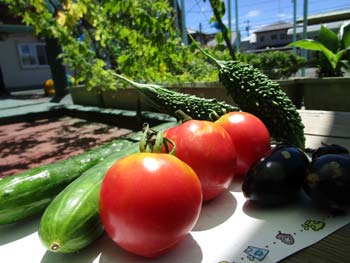 夏の青空に輝く、収穫したトマト・ナス・ゴーヤ・きゅうり